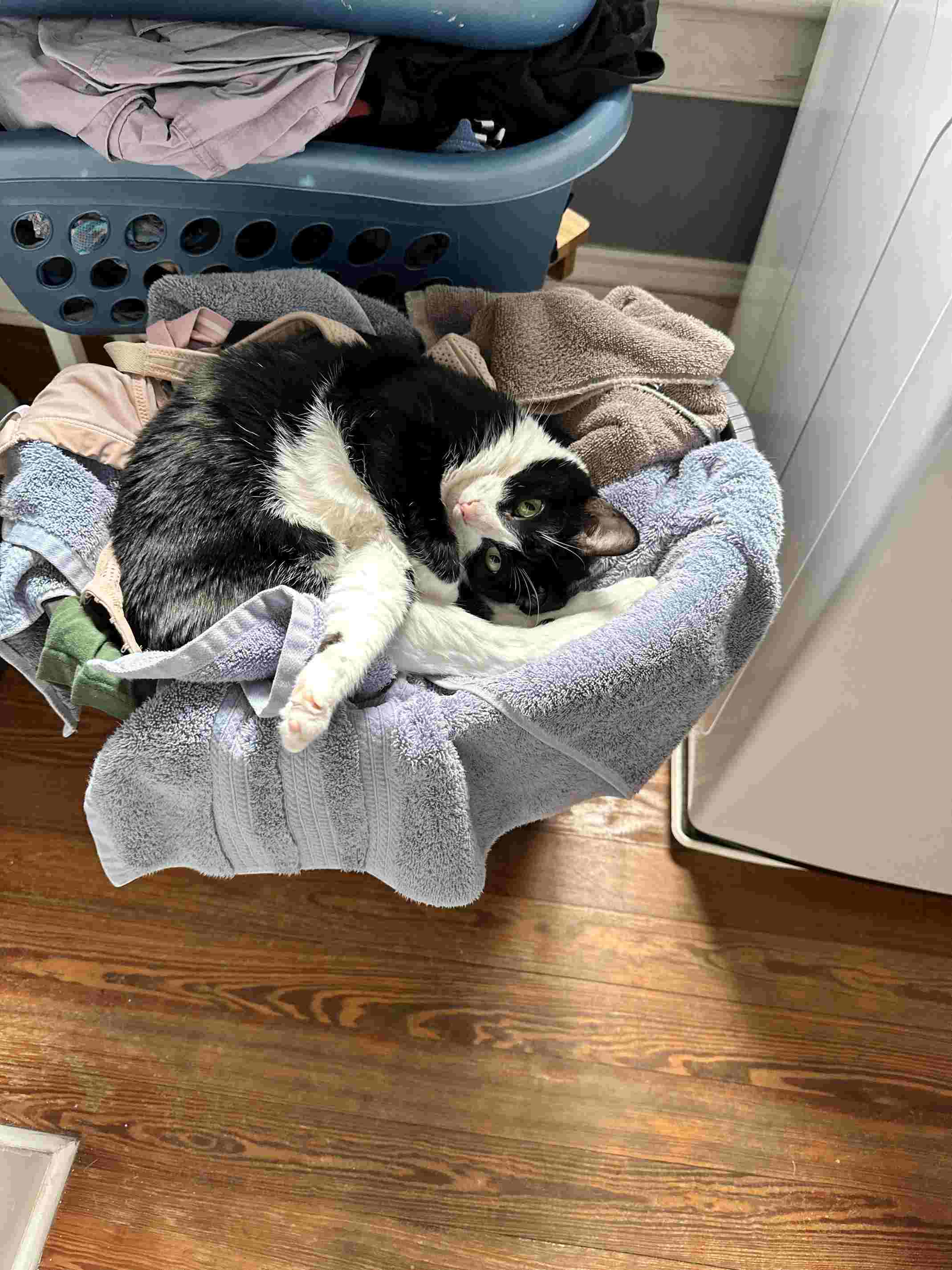 My Cat Thinks Anything Is a Bed