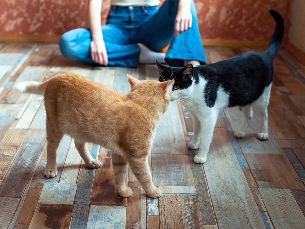 When Your Cat Judges the New Roommate