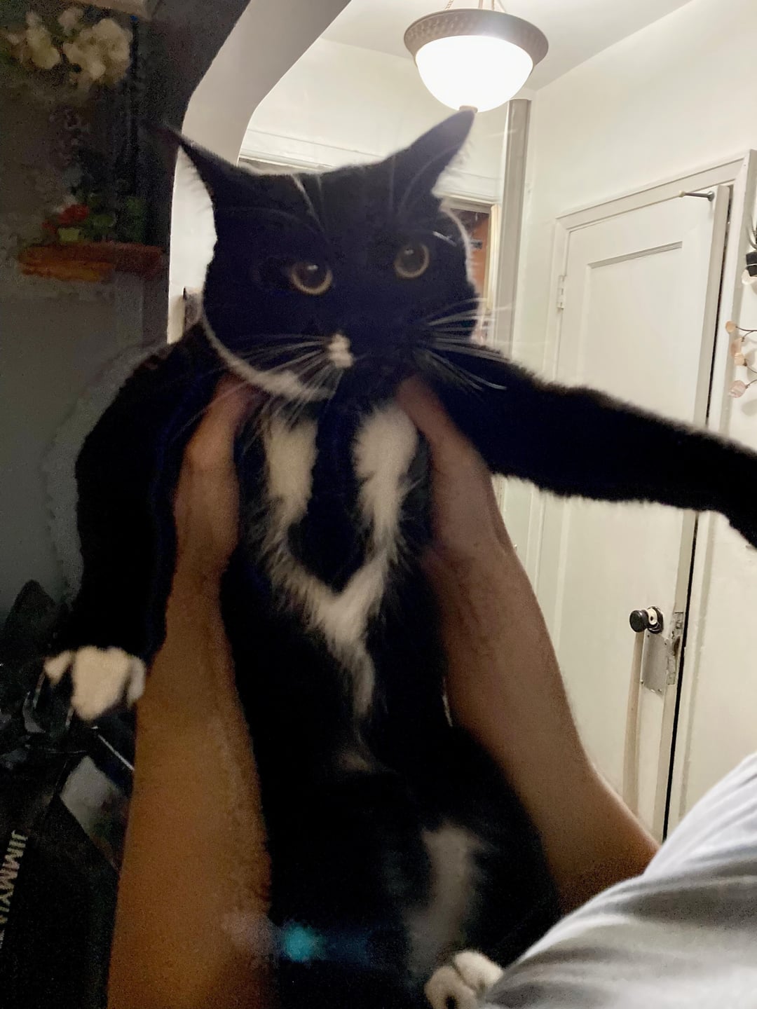 My New Cat Arrived Half-Dressed