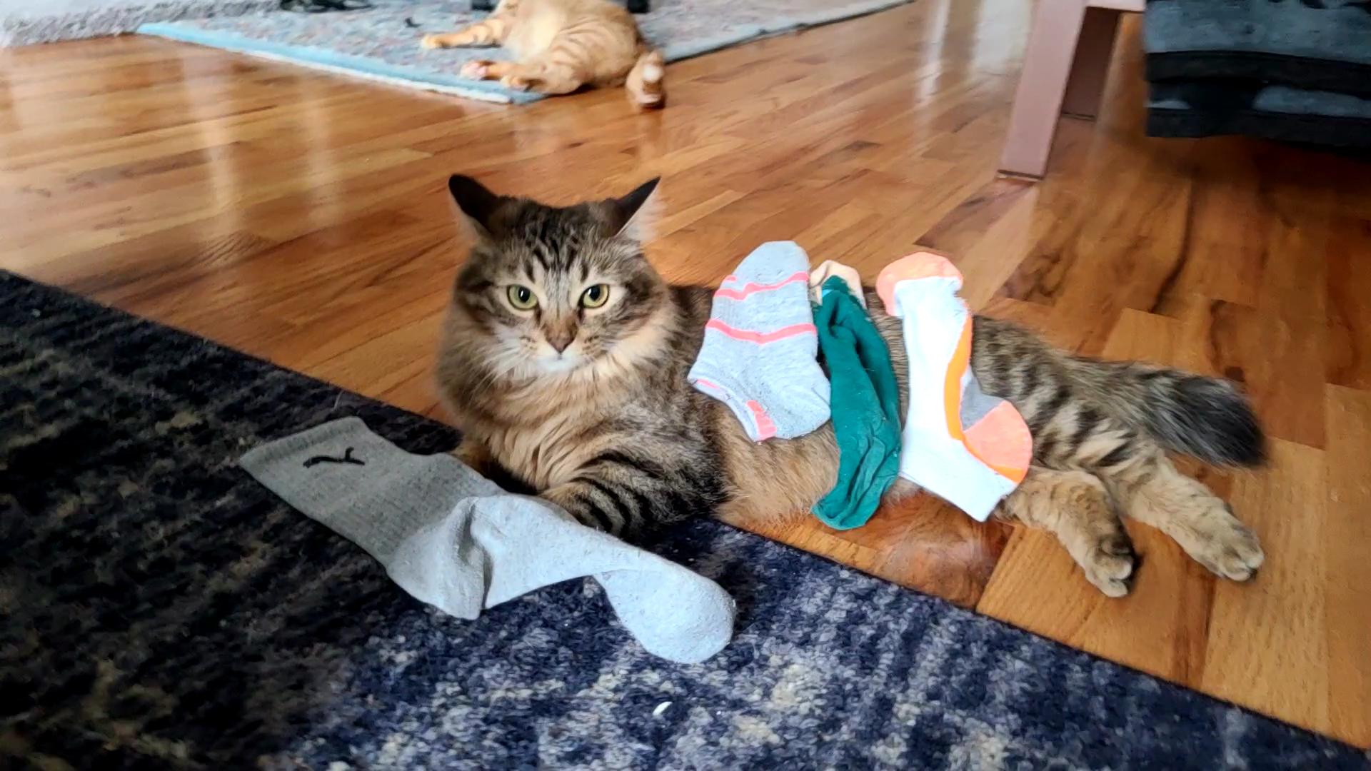 My Cat’s Secret Sock Collection
