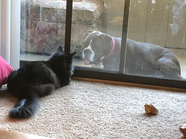 My Cat Thinks She Owns the Neighborhood