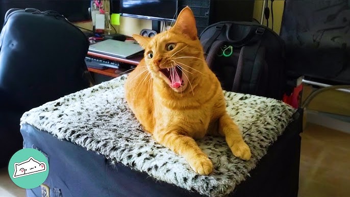 My Cat Thinks She's a Dog—Help!