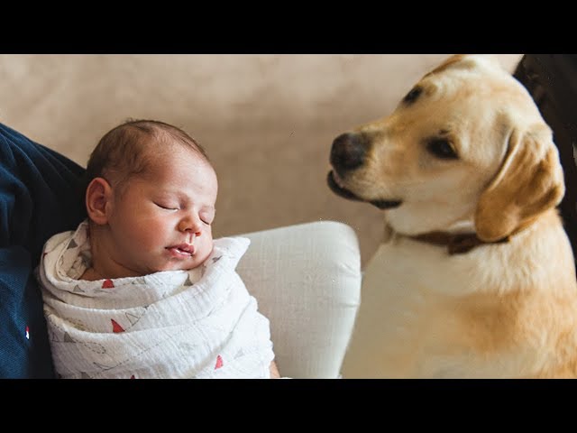 Introducing My Puppy to the Family’s New Baby