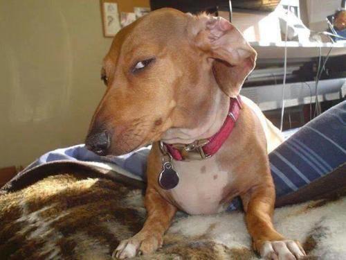 My Dog Judges Me Harder Than My Ex Ever Did