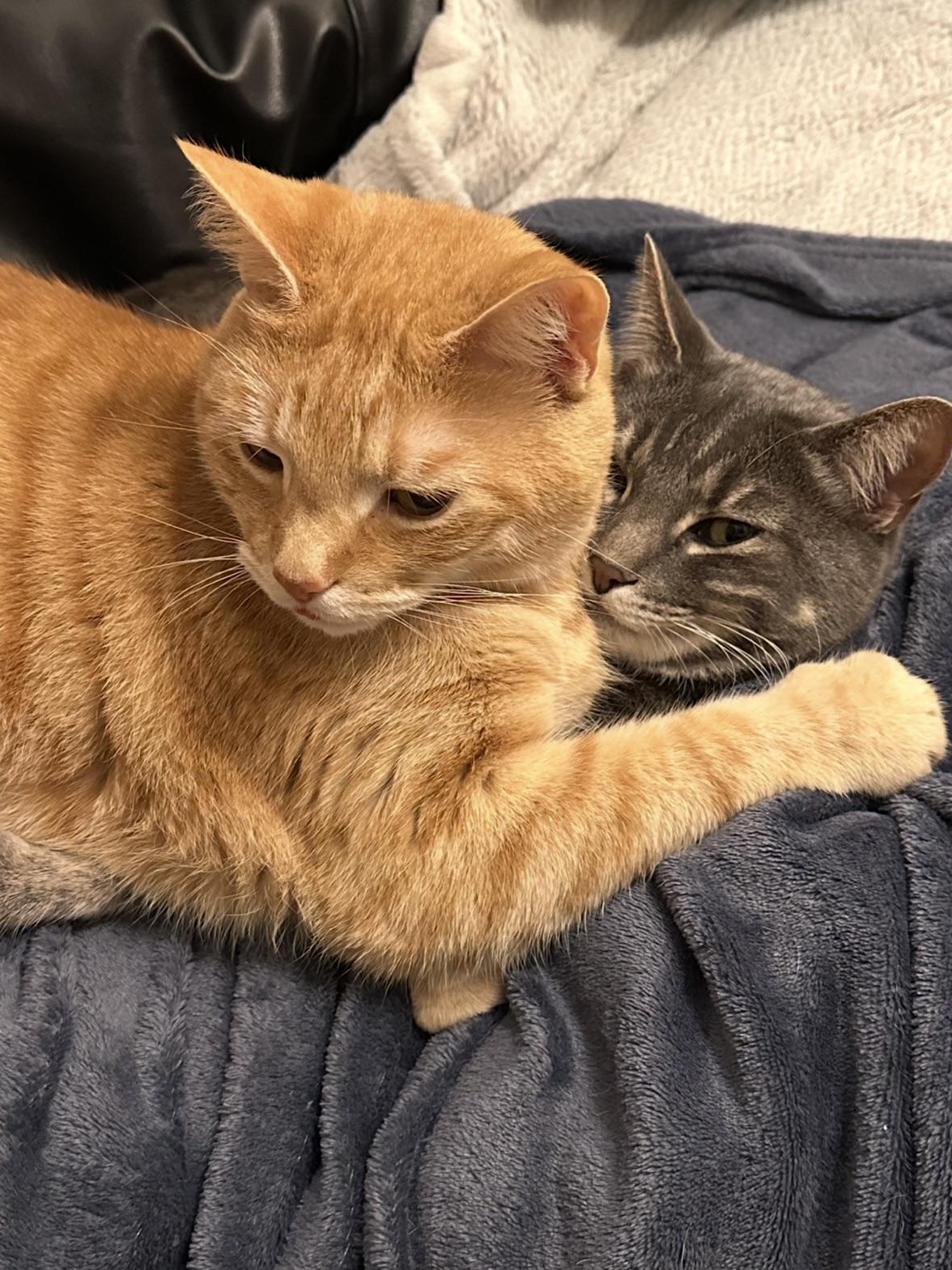 My Cat Thinks I’m Just a Fancy Pillow