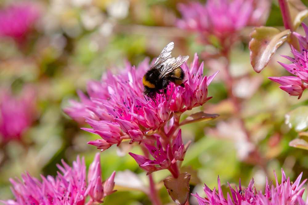 why do bees and butterflies throw a party in my sedum patch?