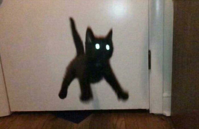 Why Does My Cat Turn Into a Blur on Camera?