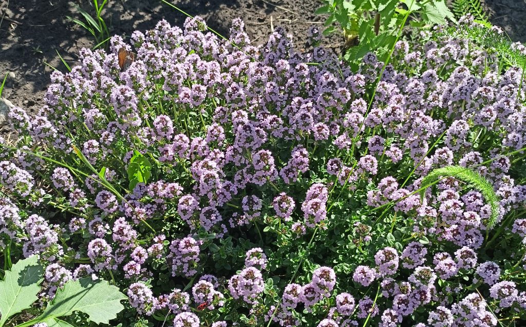 can a tiny thyme plant from last summer really attract bees?