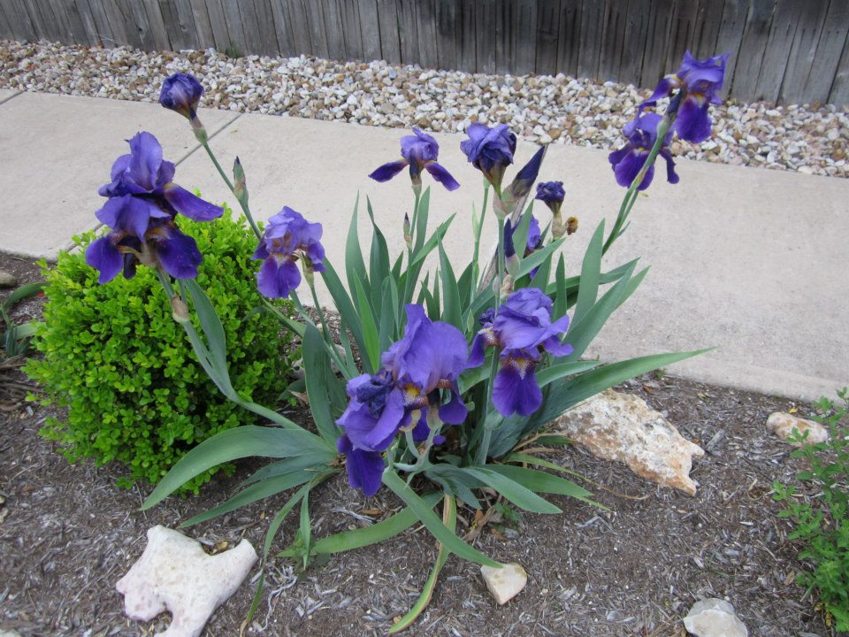 can a flower from wisconsin really bloom in texas after 8 years?