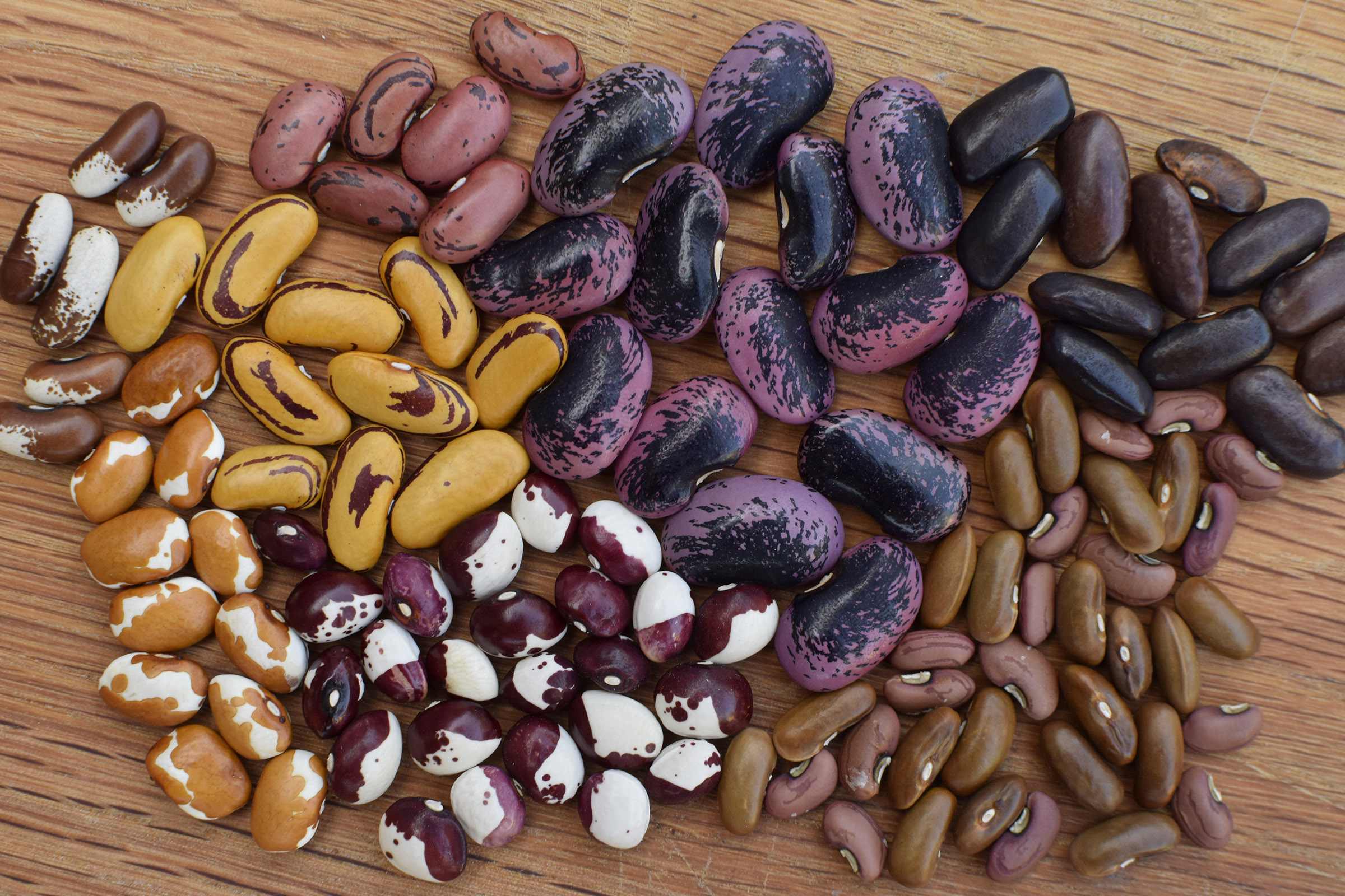what happens if you plant 20 kinds of beans in one backyard?