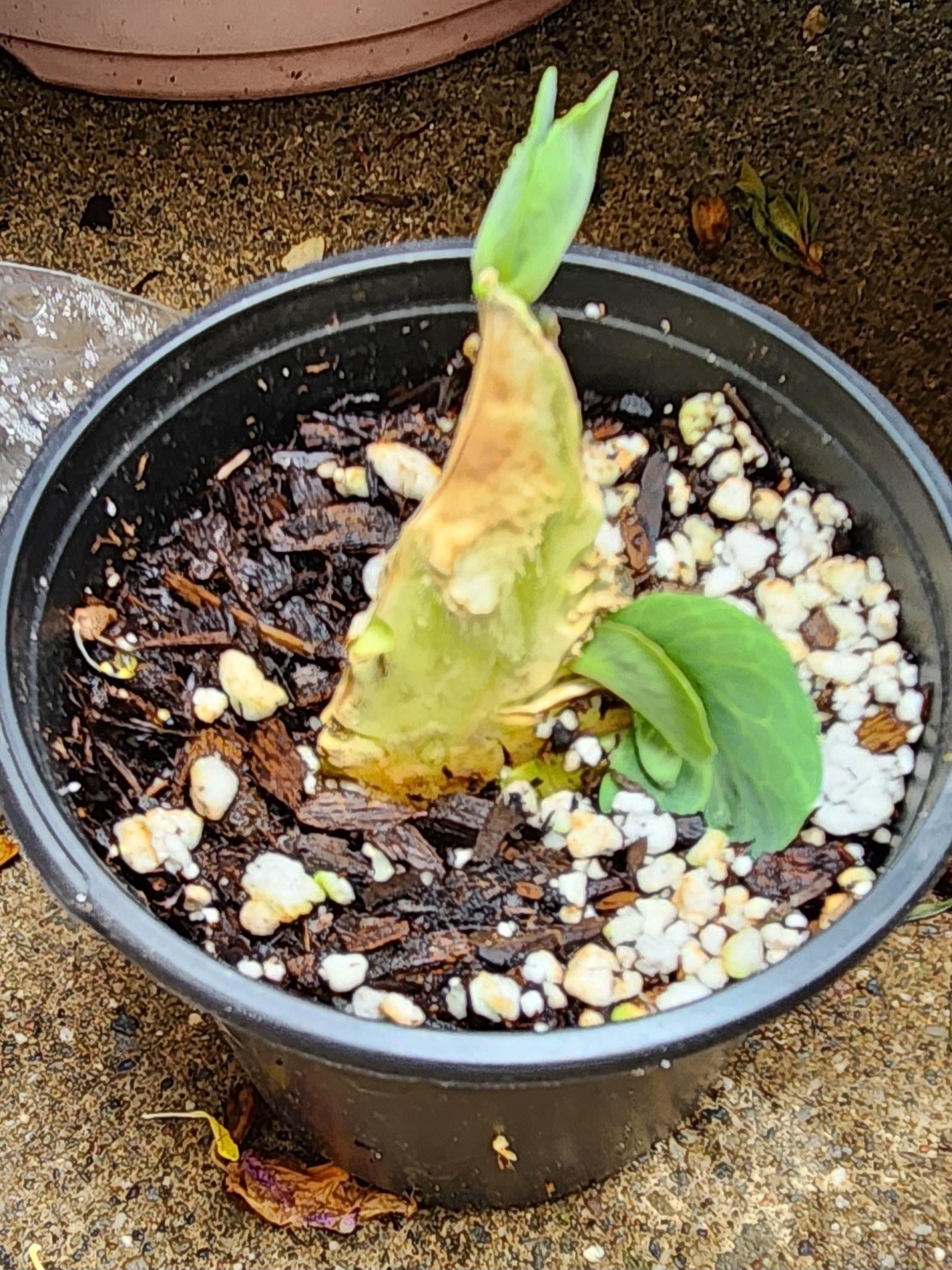 why did i start growing veggies from kitchen scraps in jars?