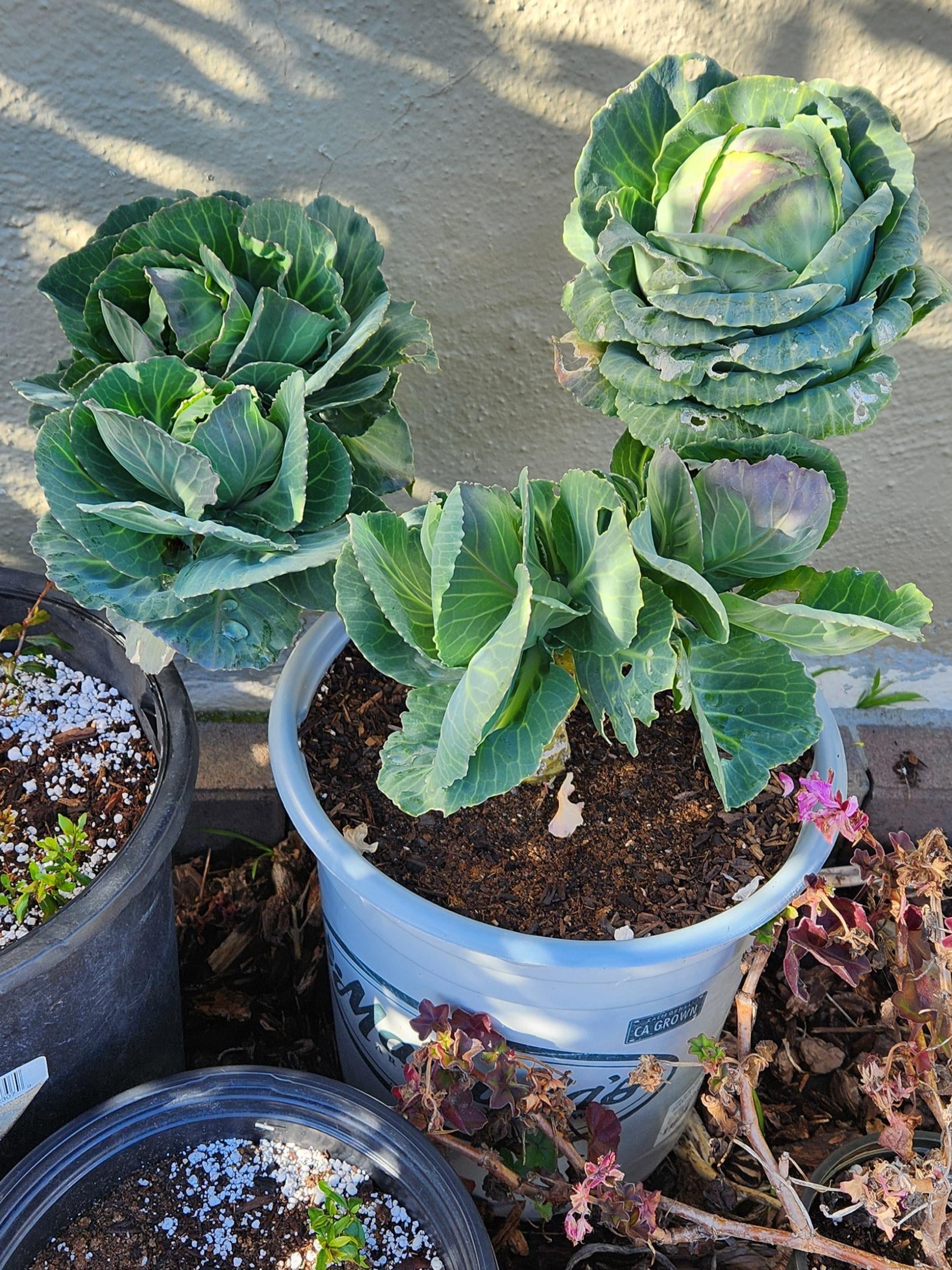why did i start growing veggies from kitchen scraps in jars?