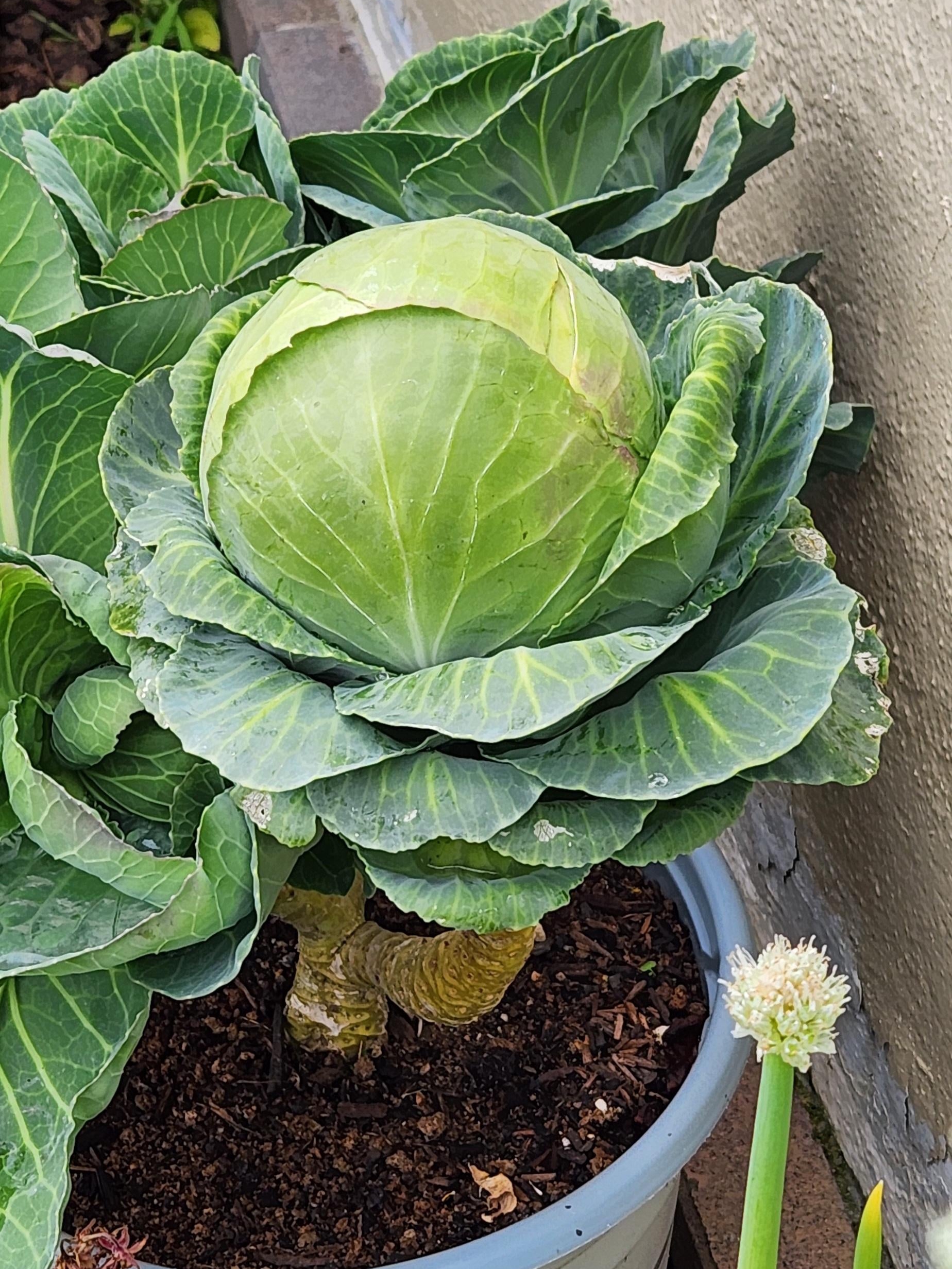 why did i start growing veggies from kitchen scraps in jars?