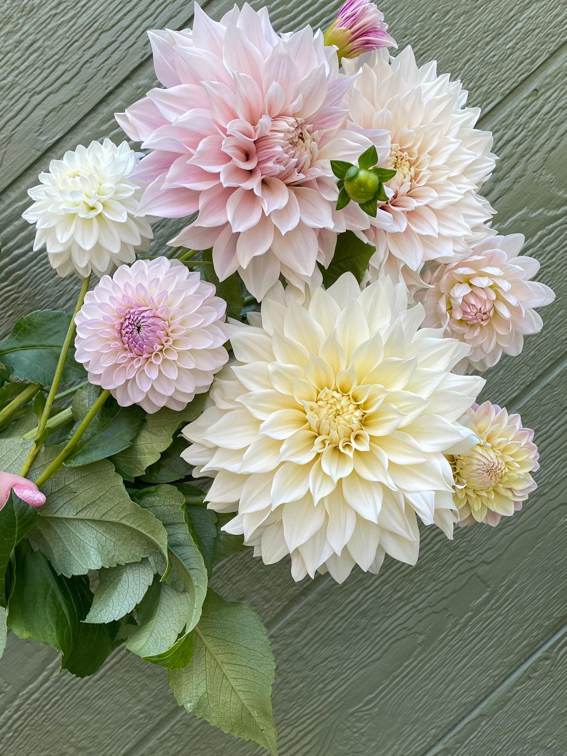 how did i end up with the wildest dahlia bouquet ever today?