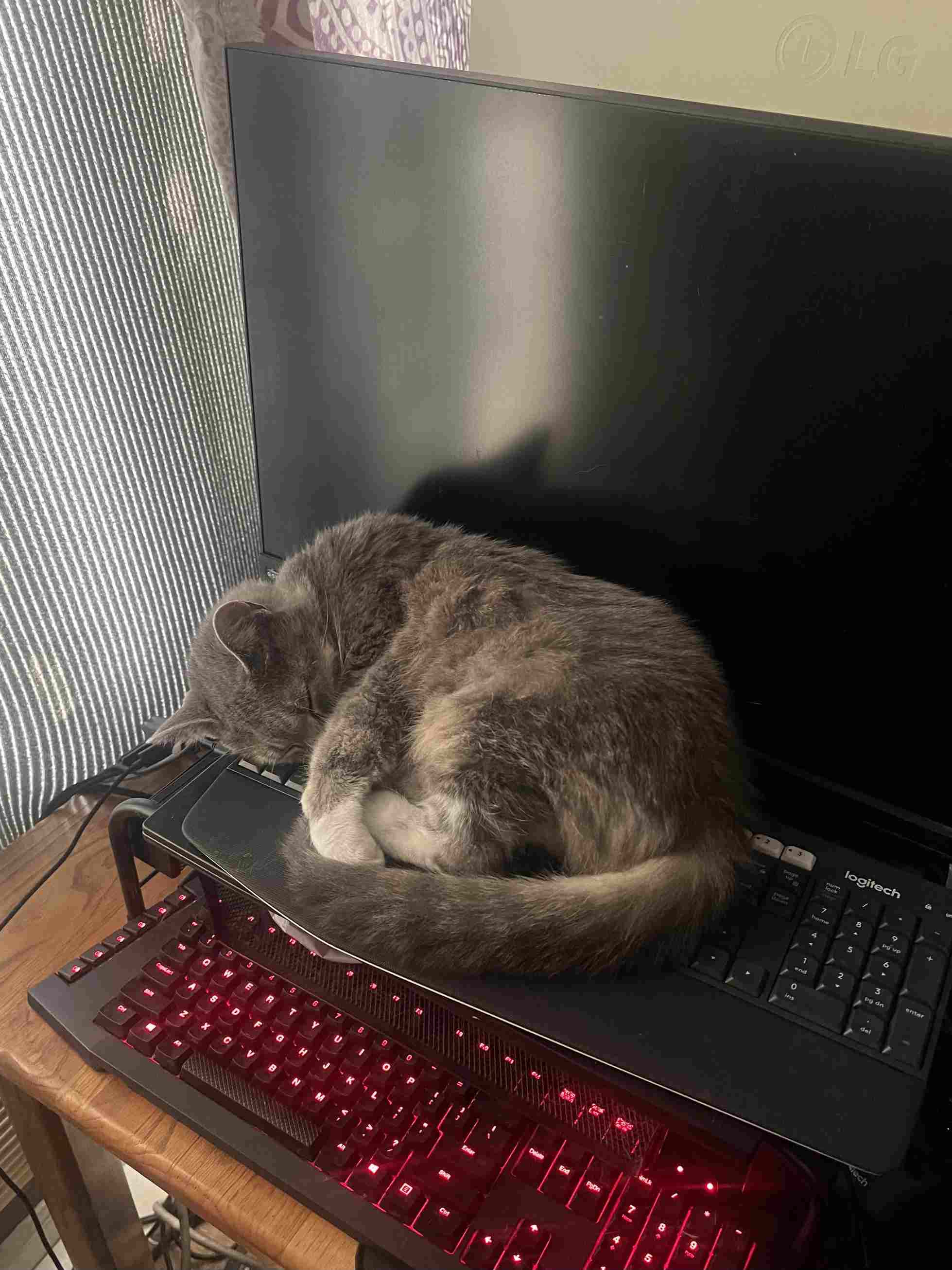 My Cat’s Secret Double Life as a Zoom Star
