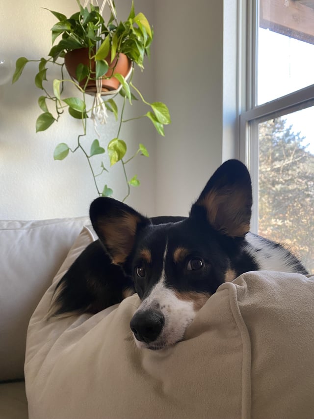My Dog Thinks He's a Parrot Now