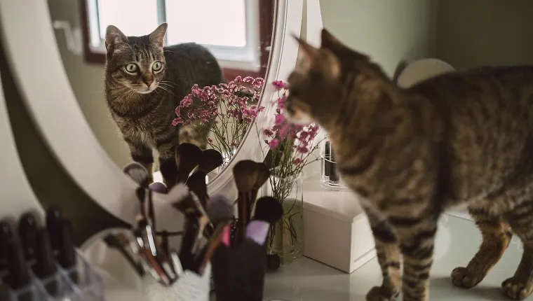 Why Does My Cat Freak Out at Mirrors?