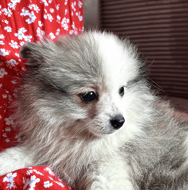 My Dog’s Name Is WiFi (Yes, Really)