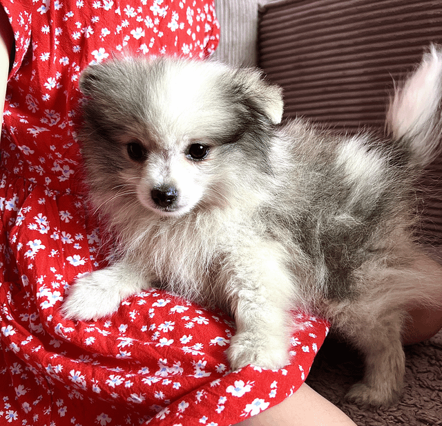 My Dog’s Name Is WiFi (Yes, Really)