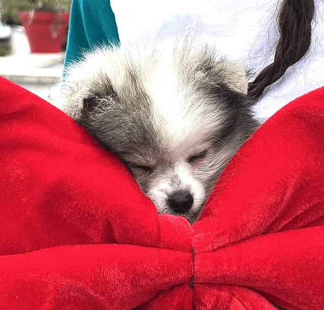 My Dog’s Name Is WiFi (Yes, Really)