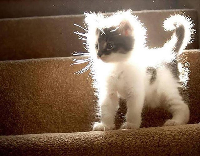 My Cat Thinks He's a Dandelion Puff