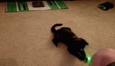 My Cat’s Reaction to Laser Pointers