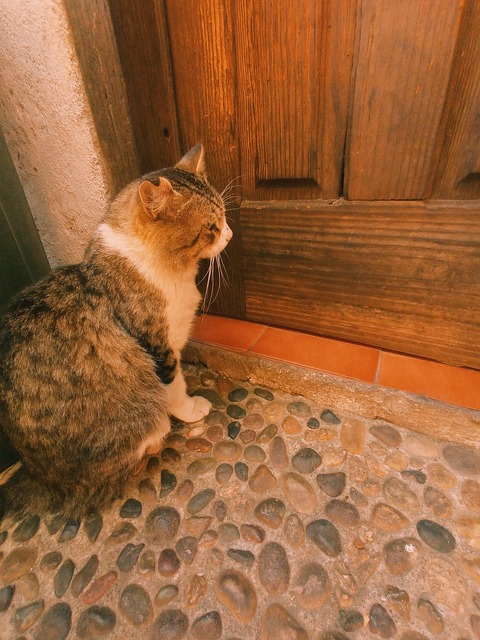 My Cat Thinks the Door Is a Suggestion