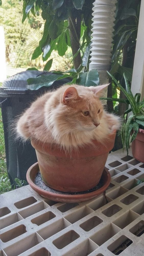 My Cat Thinks She's a Cactus
