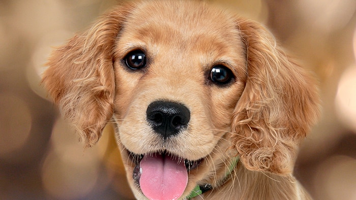 Let’s Talk About Your Dog’s Eyes