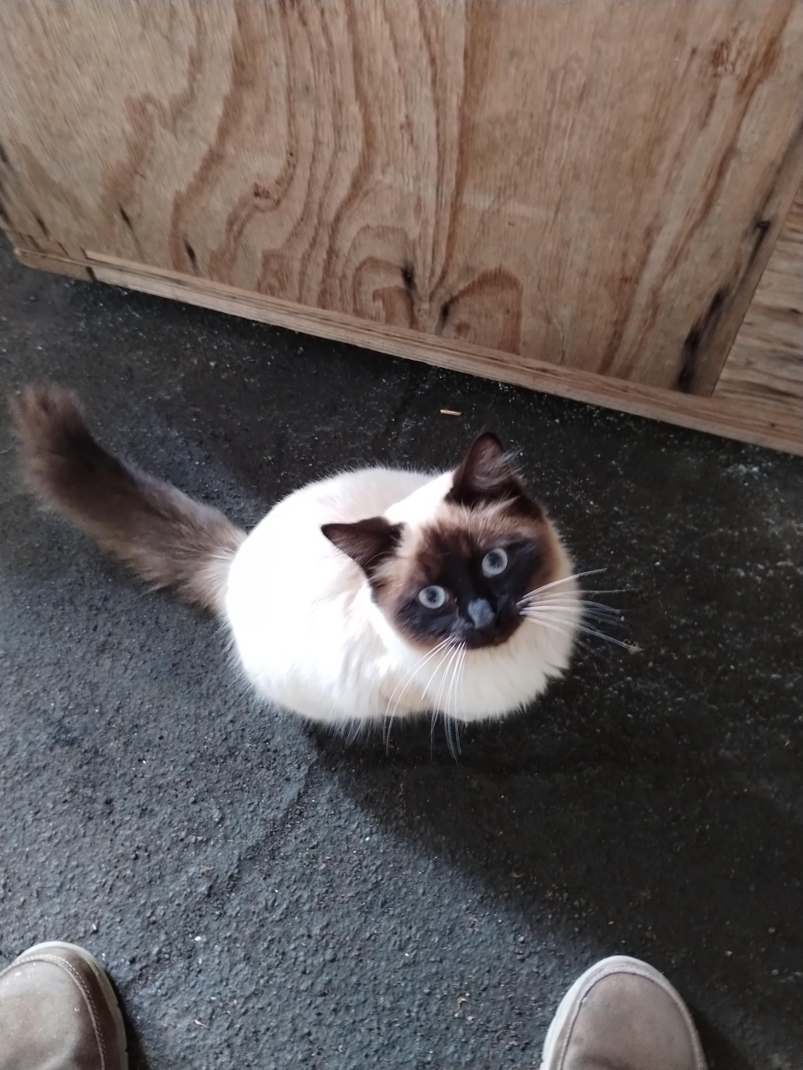 A Stray Cat Just Hired Me as Its Human