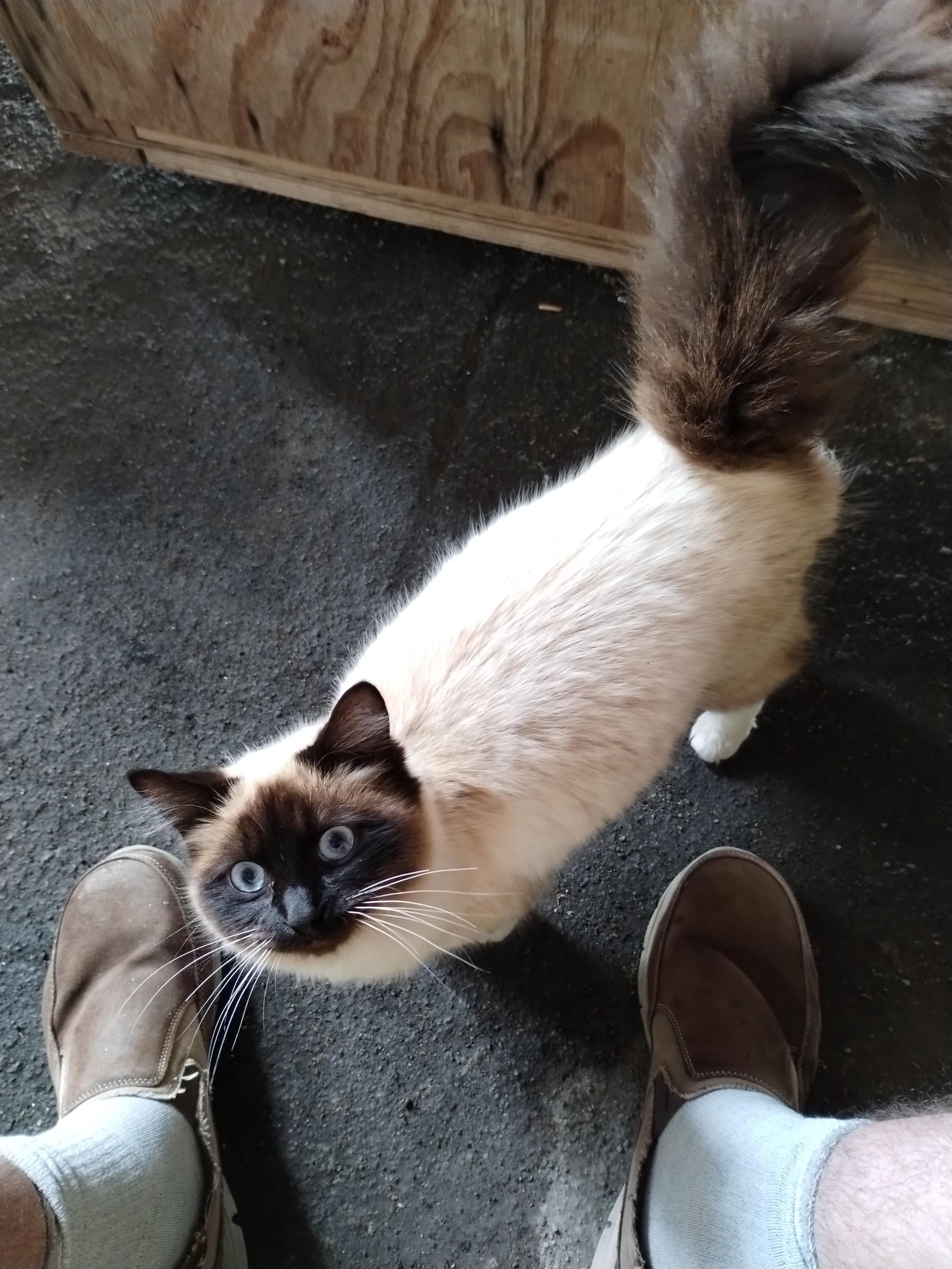 A Stray Cat Just Hired Me as Its Human