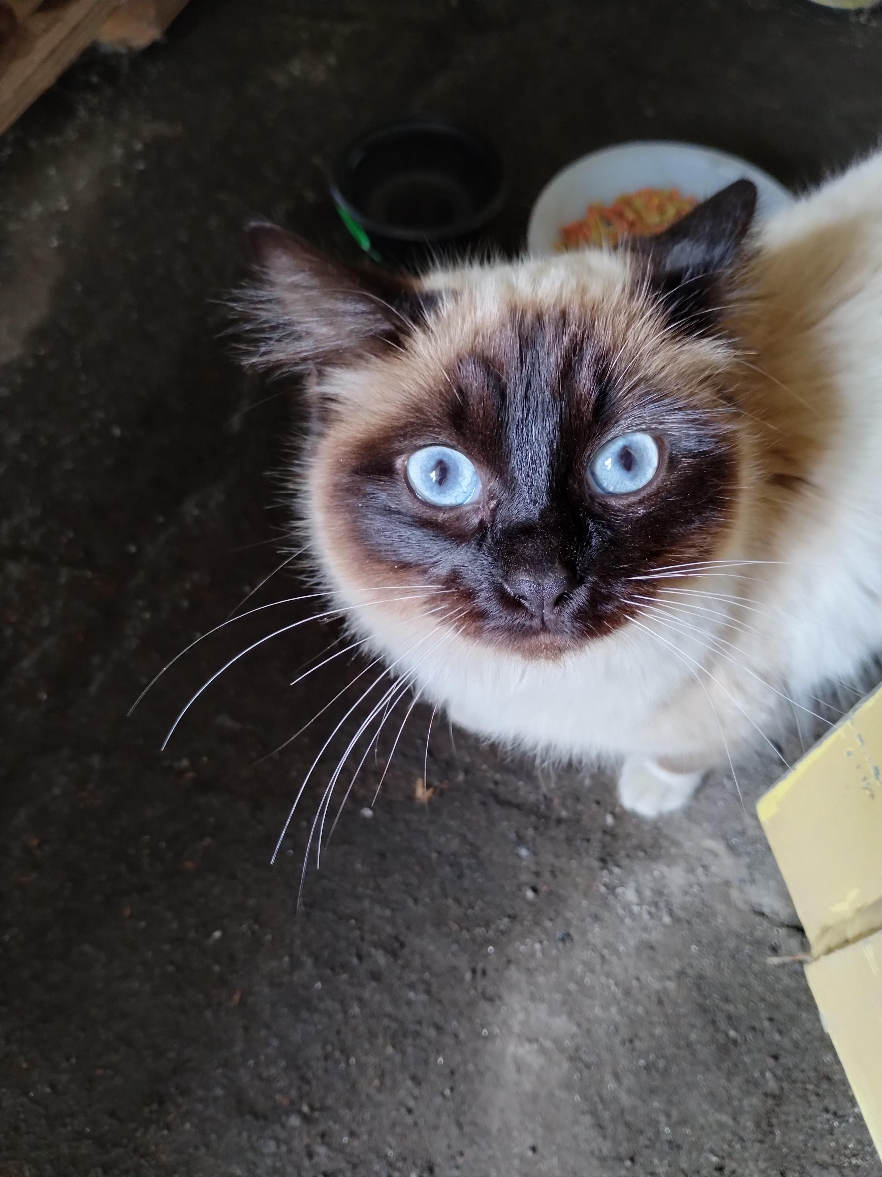 A Stray Cat Just Hired Me as Its Human