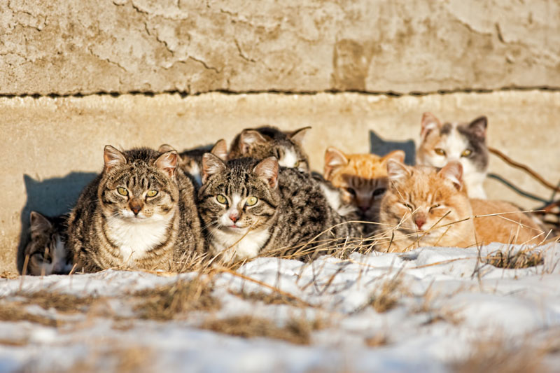 Adopted by a Feral Cat Family in Spain