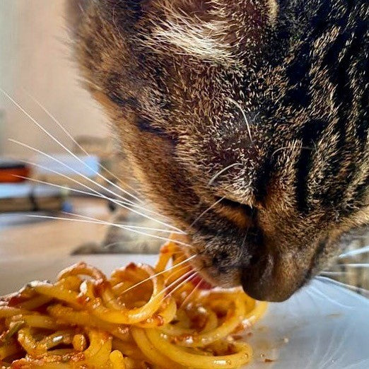 My Cat Just Discovered Ramen—Send Help