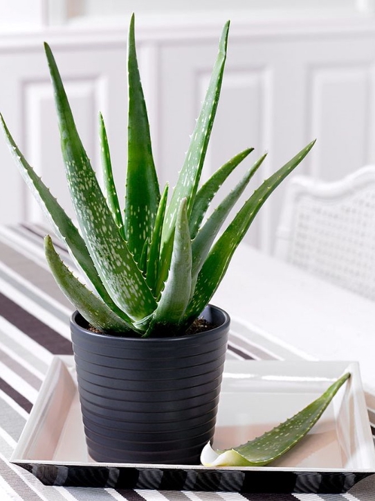 🌵 Aloe Heals Burns Like Magic