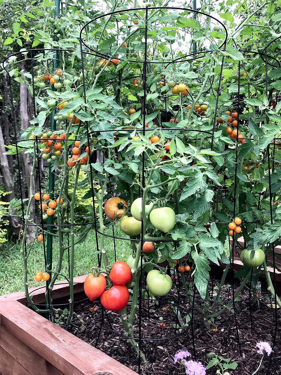 why does my neighbor’s tomato jungle look epic while mine sulks?