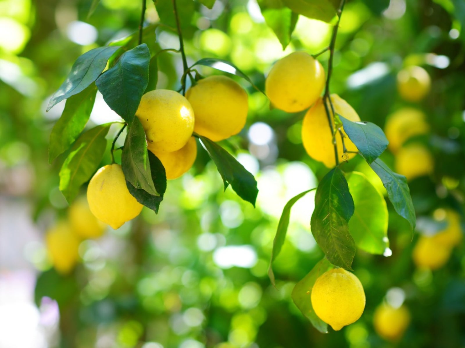 why is my lemon tree suddenly bursting with fruit like crazy?