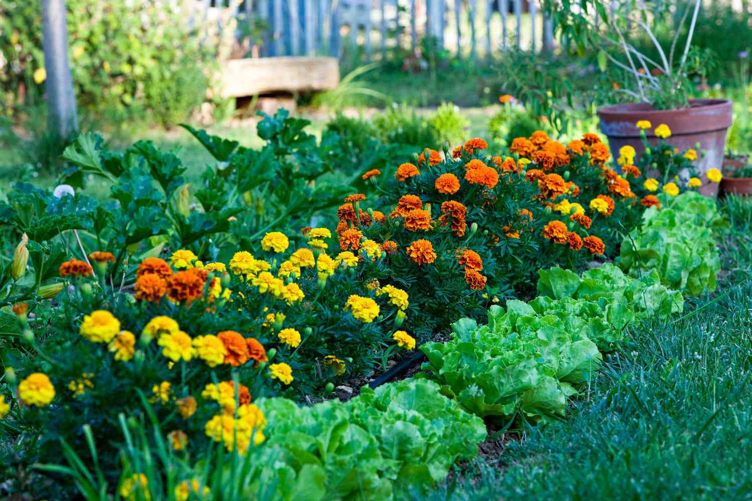 how did my marigolds survive a year without me planting them?