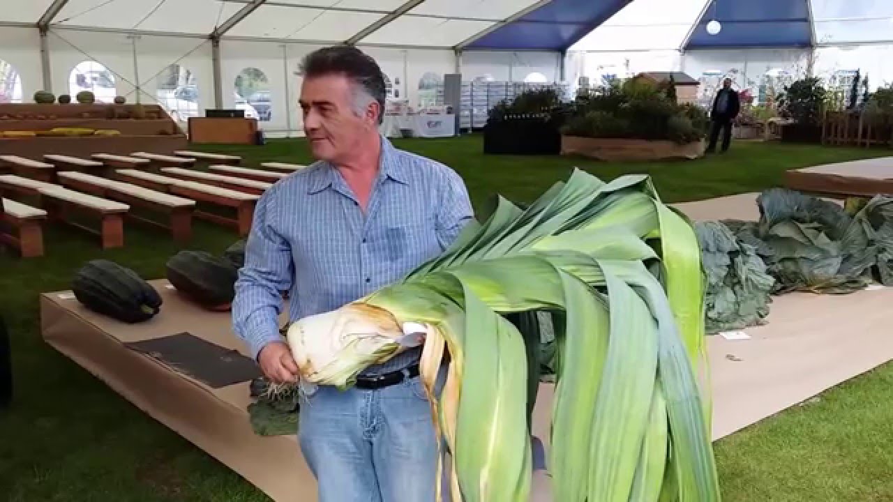 why did my neighbor’s leeks look like superheroes at the fair?