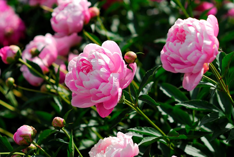 how did i end up with a wall of peonies and zero regrets?