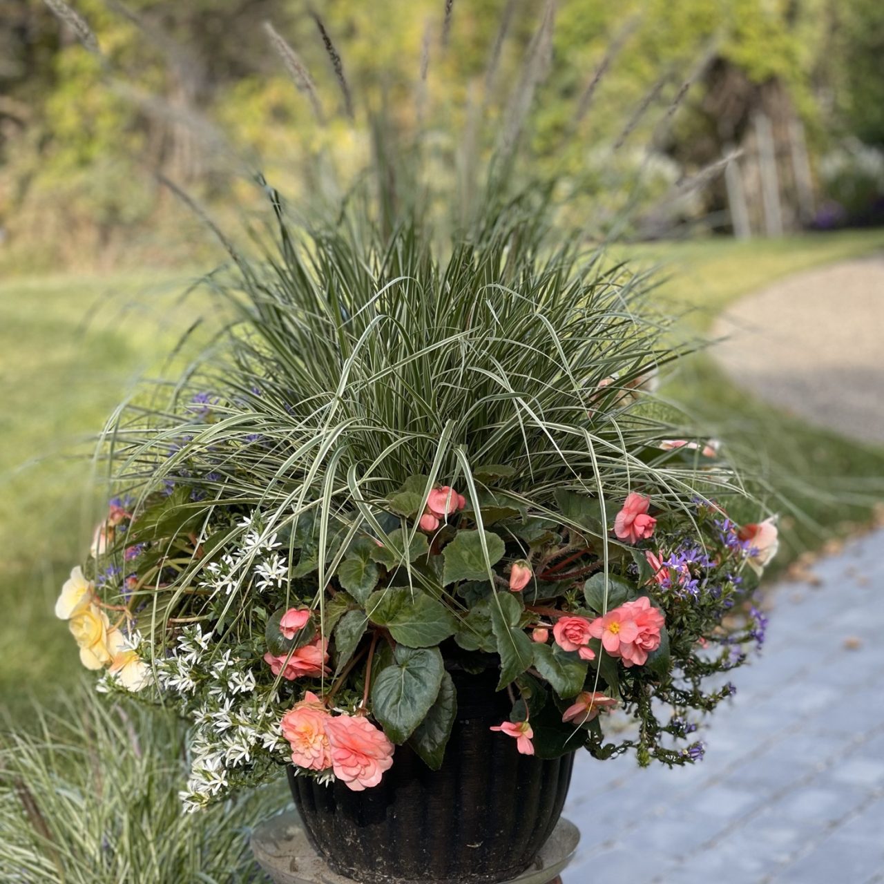 why did my backyard suddenly turn into a flower dance party?