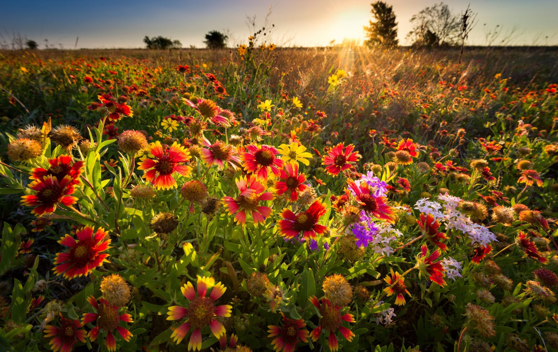 did i just create a bee paradise by tossing wildflower seeds?