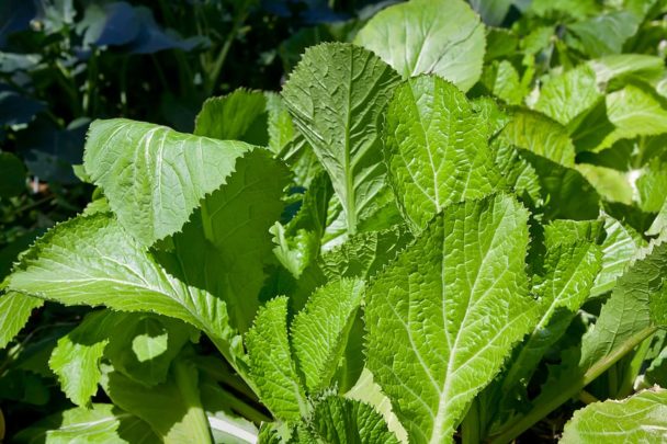 how did i end up with so many mustard greens in my tiny yard?