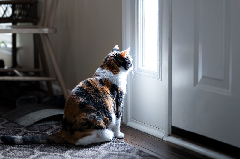 My Cat Thinks 20 Minutes Alone Is Betrayal