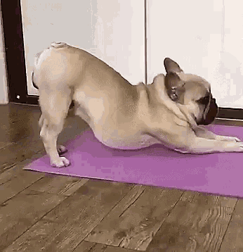 My Dog Thinks He's a Cat (Stretch Edition)
