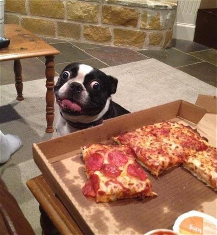 Did I Overreact by Blocking My Dog from My Pizza?