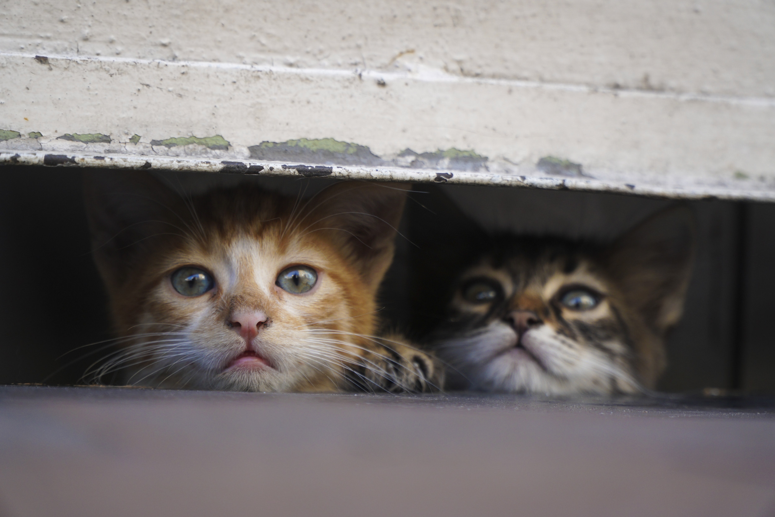 My Roommate Kicked Out My Kittens—Help!
