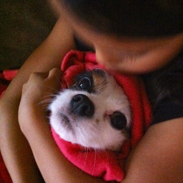 My Breakup Survival Kit: A Puppy