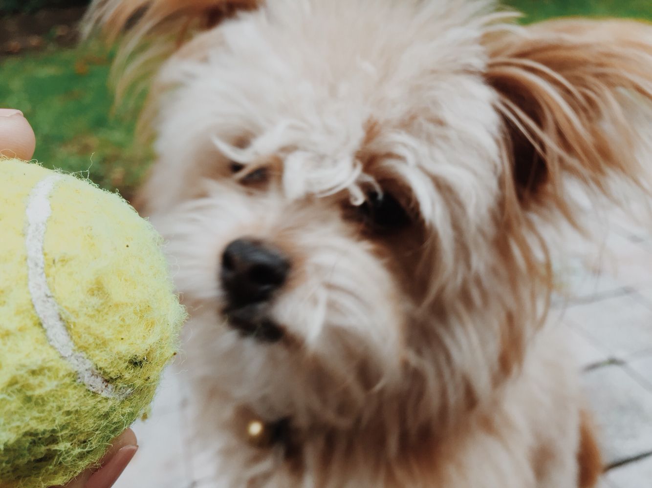 My Dog Thinks I’m Hopeless at Fetch