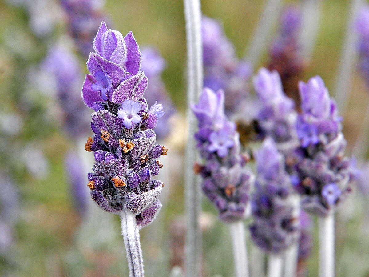We went for lavender and left with regret